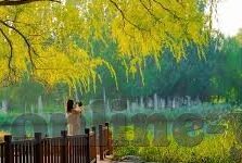 果冻传媒网-探索果冻传媒网的多元化内容生态与影响